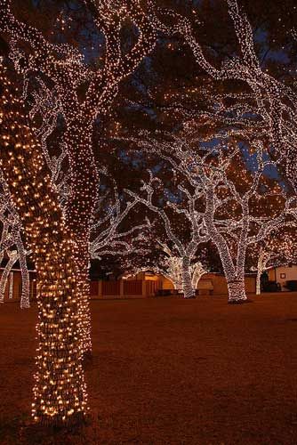 Lampki ogrodowe świąteczne choinkowe oplatające pnie i gałęzie drzew